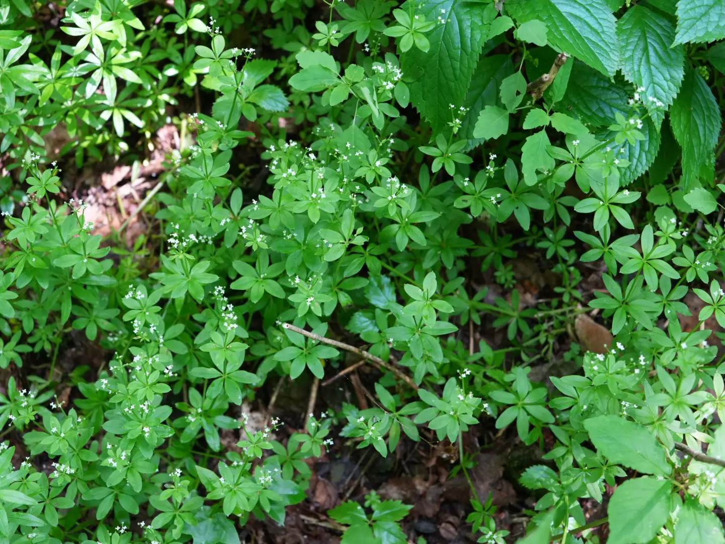 森の地面に咲く小さな白い花と地被植物