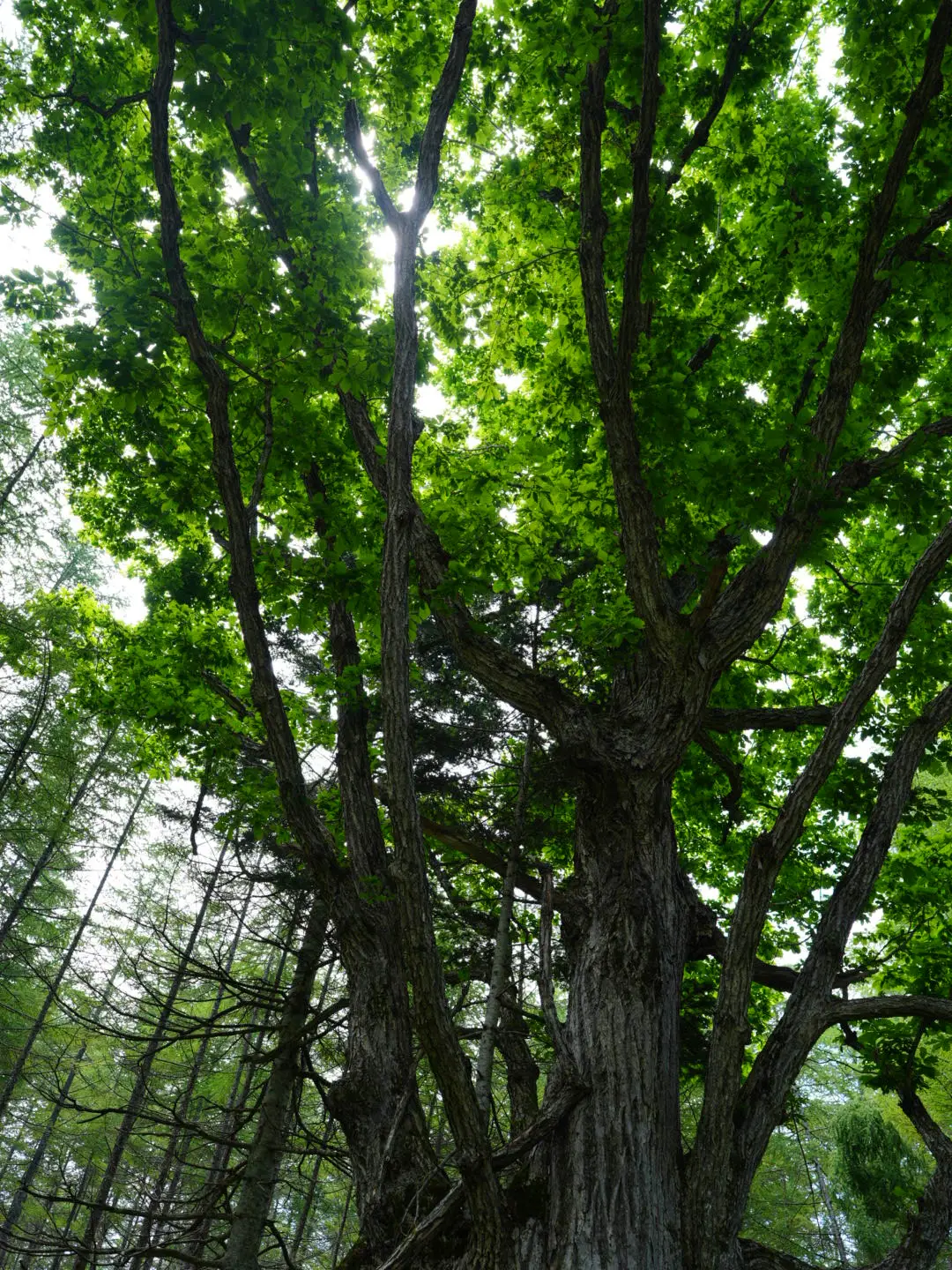 森の樹冠を見上げた風景