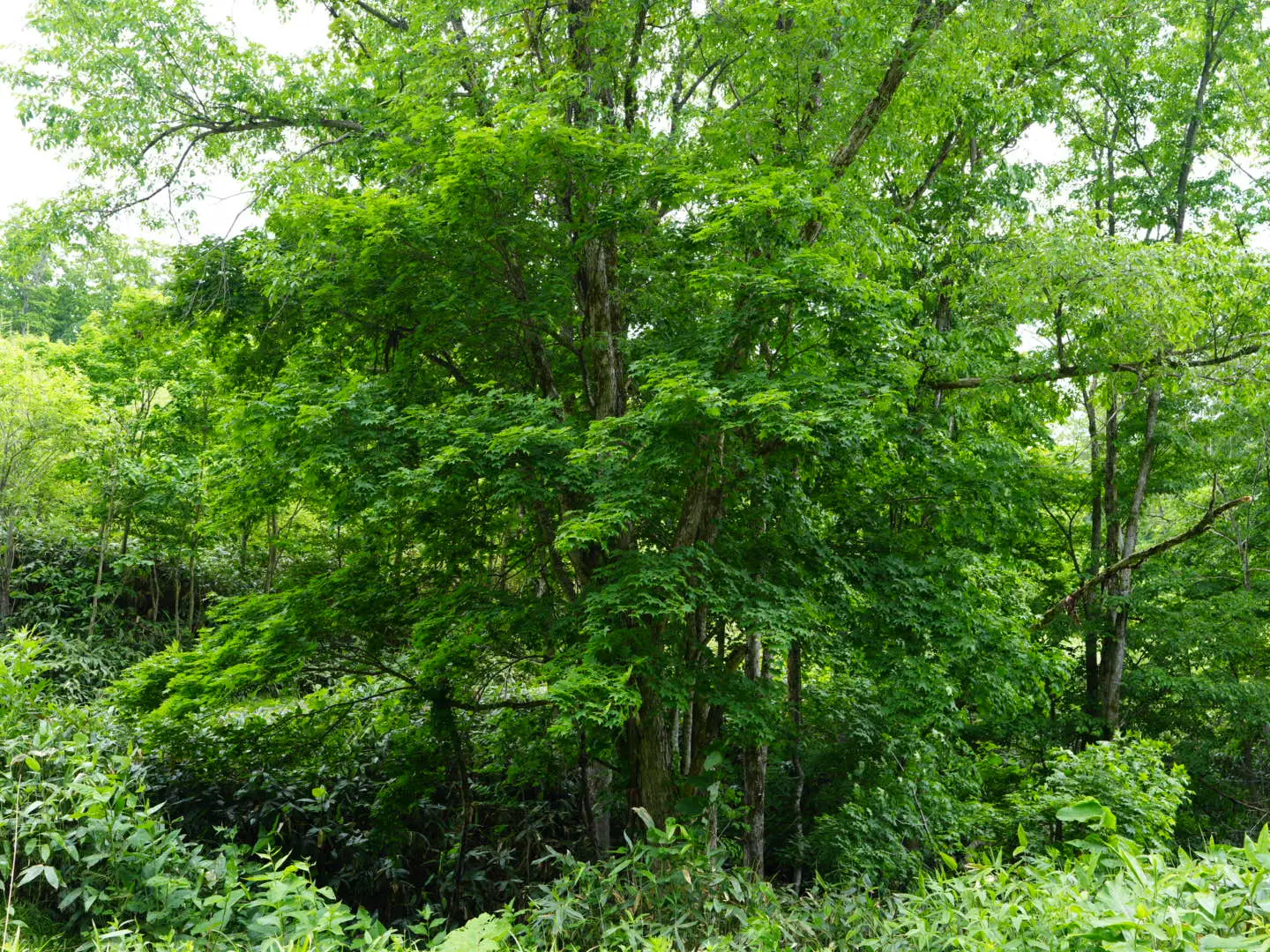 道北の生い茂る広葉樹の森